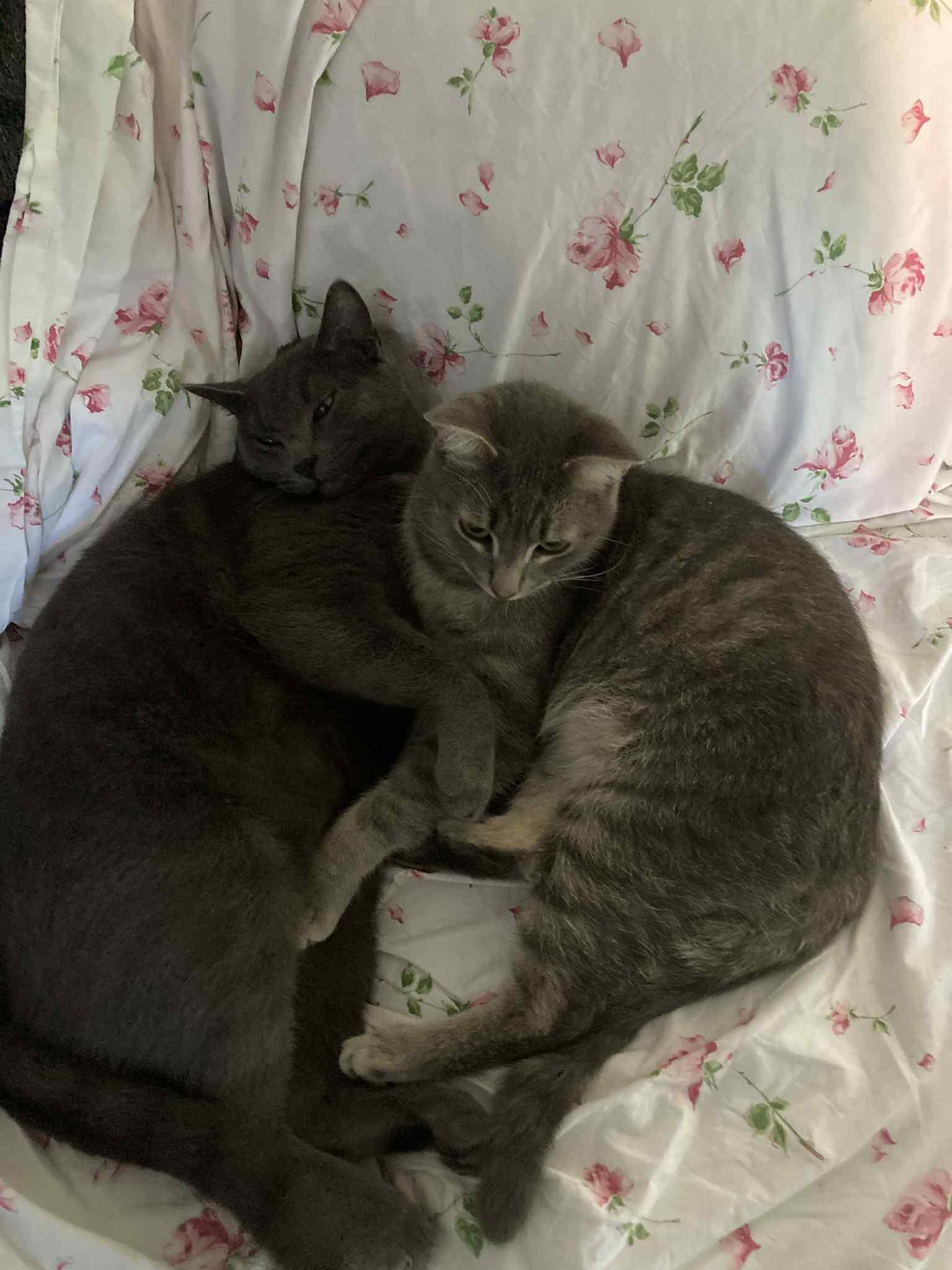 Smokey & Lincoln- BONDED PAIR, a Adoptable Domestic Short Hair in Woodstock, CT image 2/3