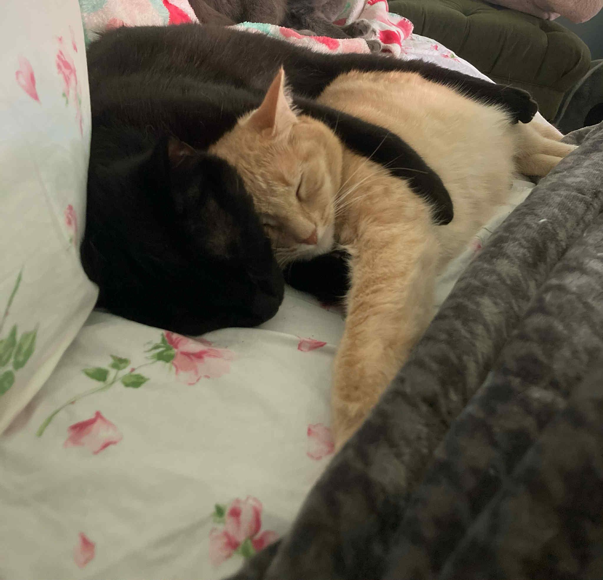 Smokey & Lincoln- BONDED PAIR, a Adoptable Domestic Short Hair in Woodstock, CT image 3/3