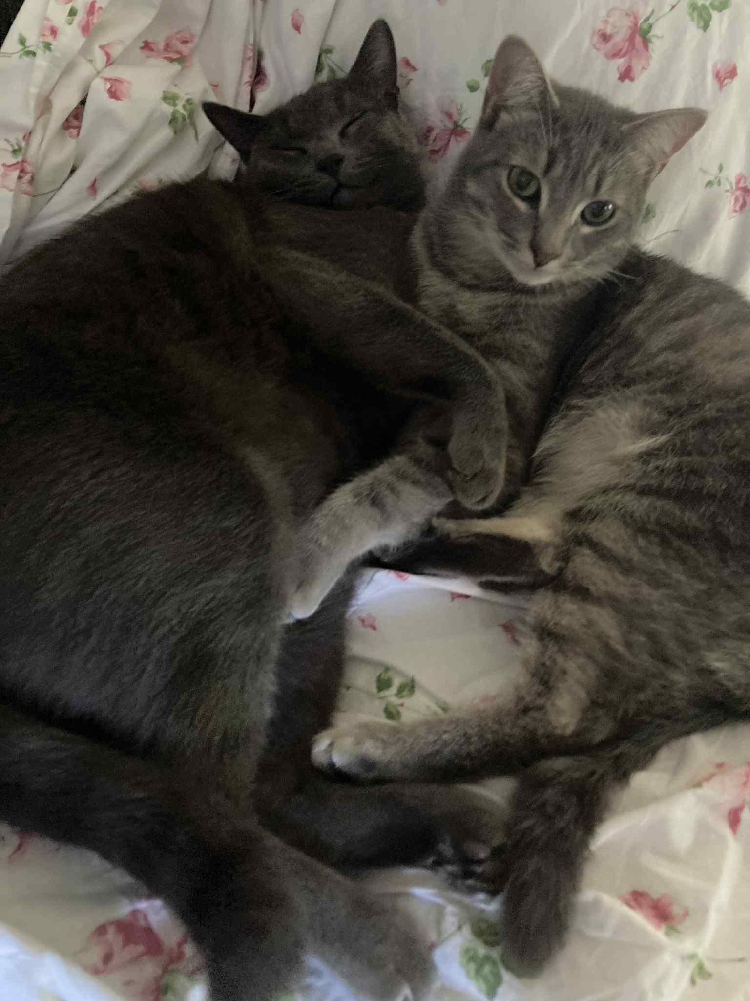 Smokey & Lincoln- BONDED PAIR, a Adoptable Domestic Short Hair in Woodstock, CT image 1/3