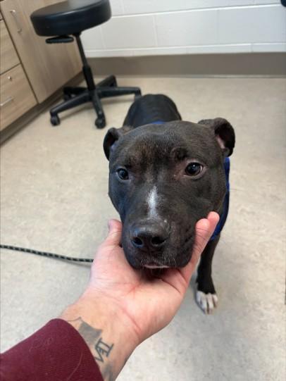 CHAMP, Adoptable, Adult Male Pit Bull Terrier & Mixed Breed.