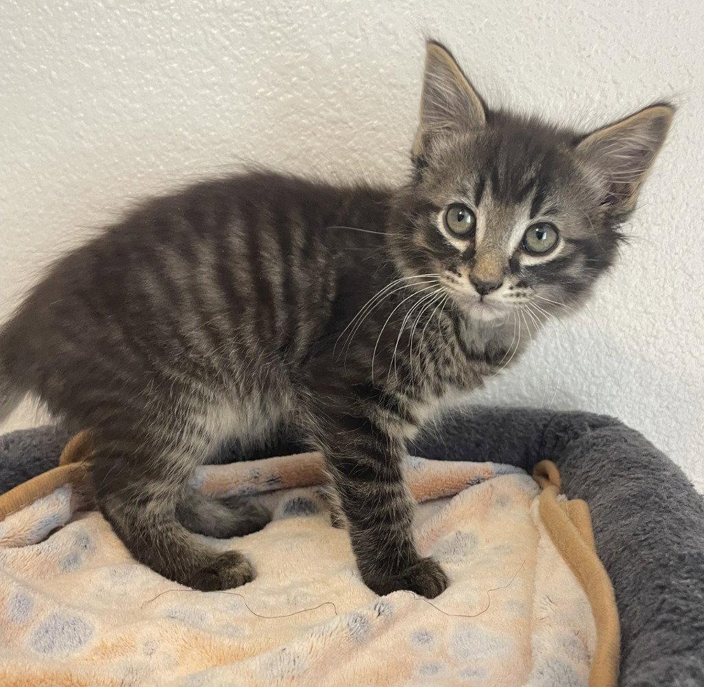 26-14 Nutmeg, Adoptable, Kitten Male Domestic Medium Hair.