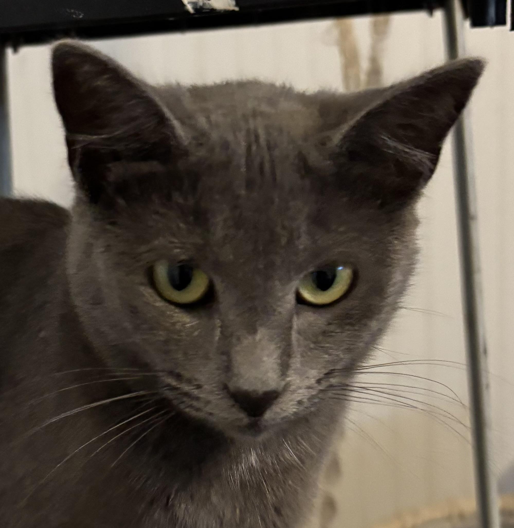 Enlarge Pearl, a Adoptable Domestic Short Hair in Hemingway, SC image 1/2