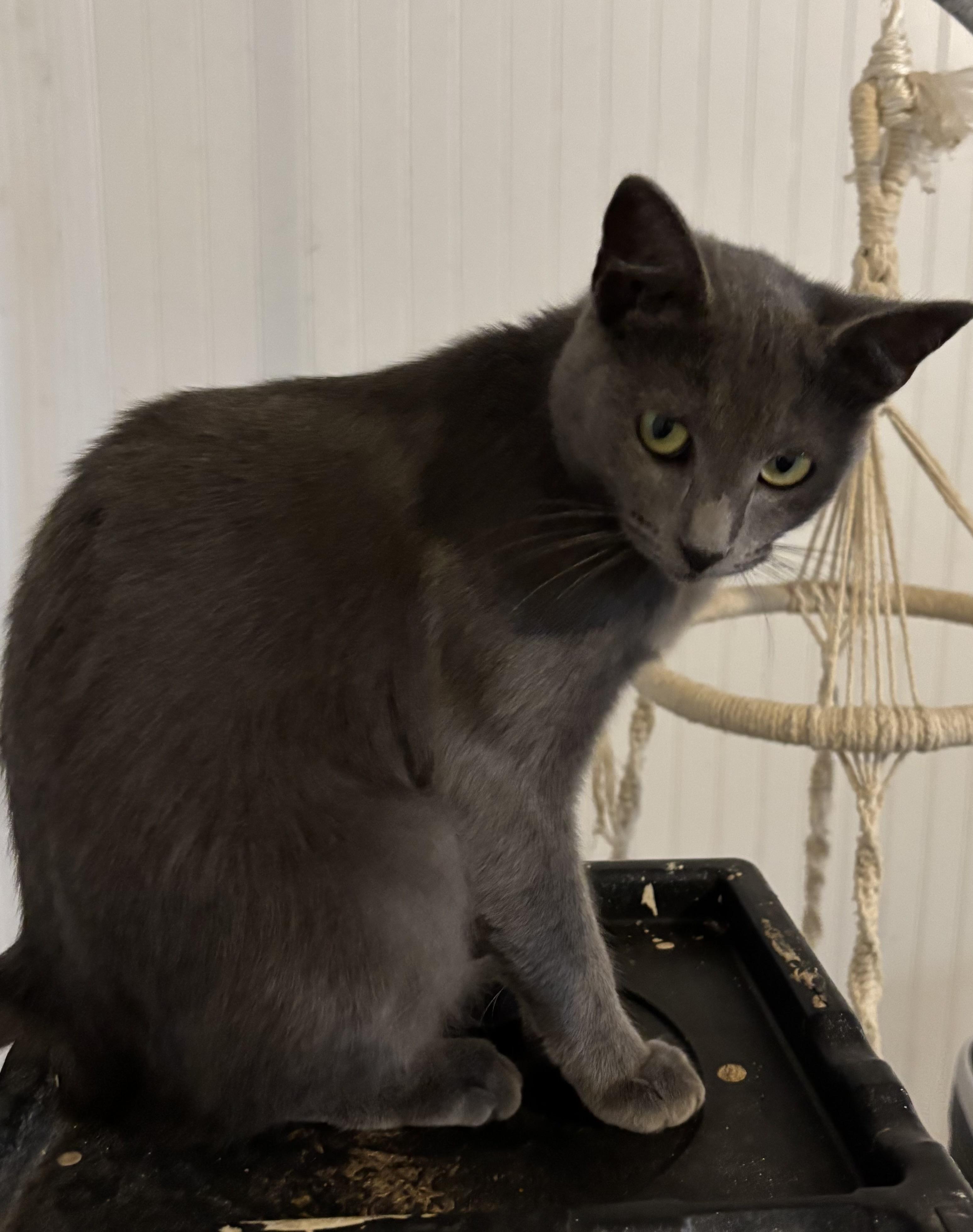 Pearl, Adoptable, Adult Female Domestic Short Hair.