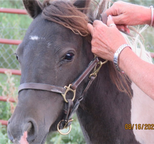 Enlarge Lacey, a Adopted Shetland Pony in Arvada, CO image 1/2