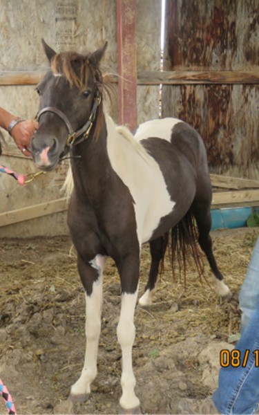 Enlarge Lacey, a Adopted Shetland Pony in Arvada, CO image 2/2