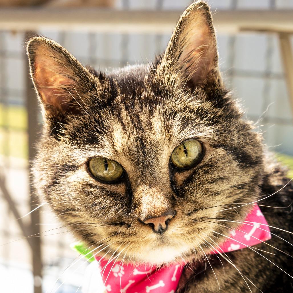 Isabella (Izzy), Adoptable, Senior Female Domestic Short Hair.