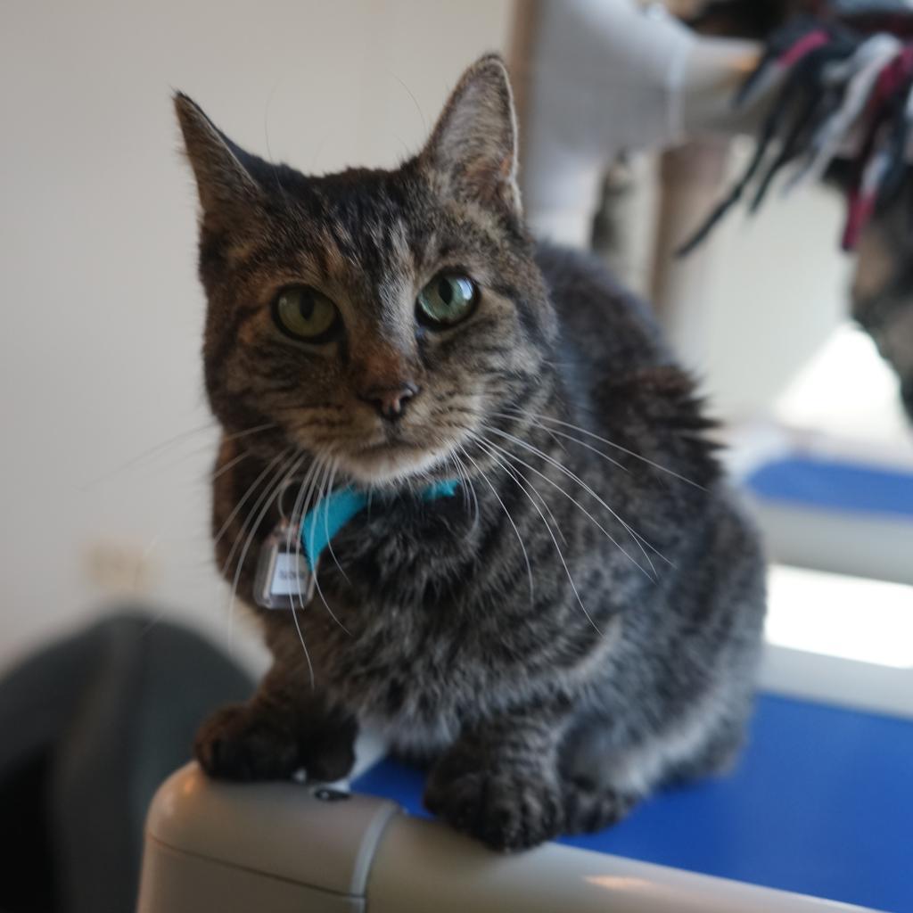 Enlarge Isabella (Izzy), a Adoptable Domestic Short Hair in Lakewood, CO image 2/6