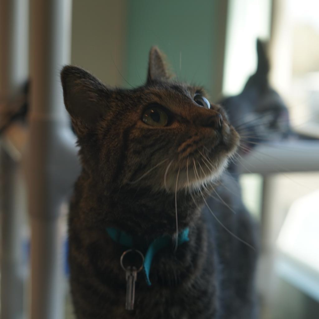 Enlarge Isabella (Izzy), a Adoptable Domestic Short Hair in Lakewood, CO image 3/6