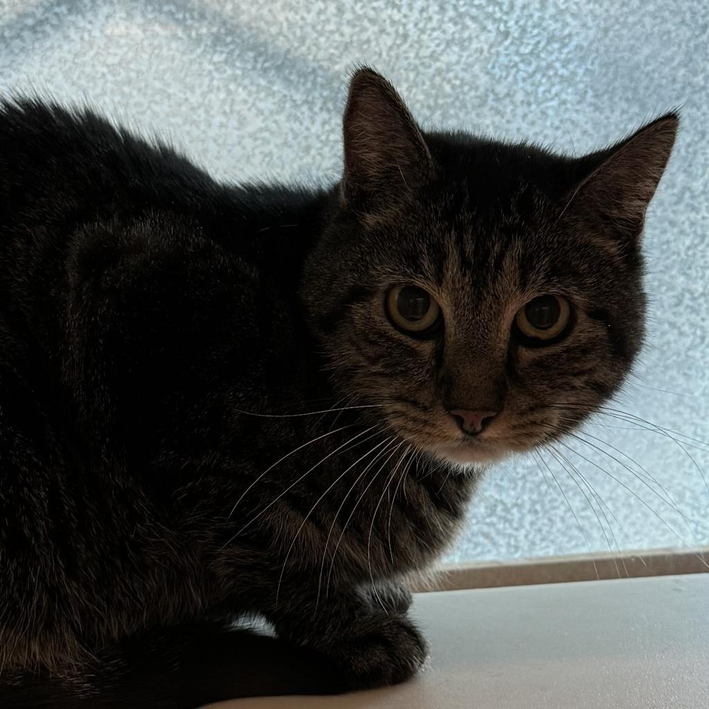 Enlarge Isabella (Izzy), a Adoptable Domestic Short Hair in Lakewood, CO image 4/6