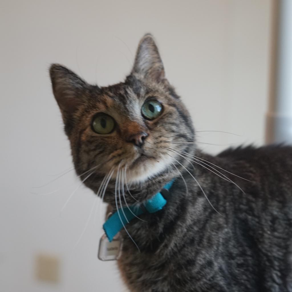 Enlarge Isabella (Izzy), a Adoptable Domestic Short Hair in Lakewood, CO image 5/6