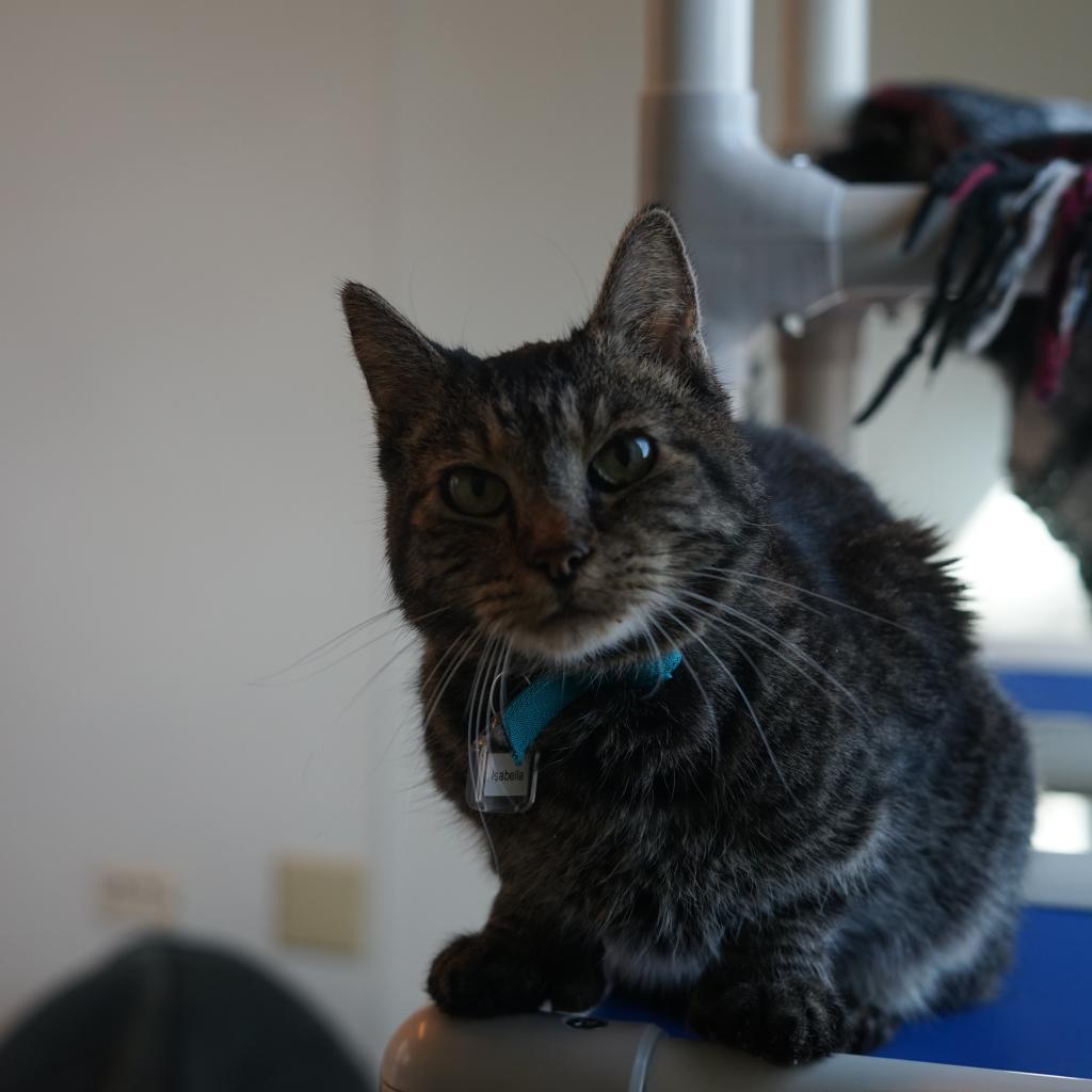 Enlarge Isabella (Izzy), a Adoptable Domestic Short Hair in Lakewood, CO image 6/6
