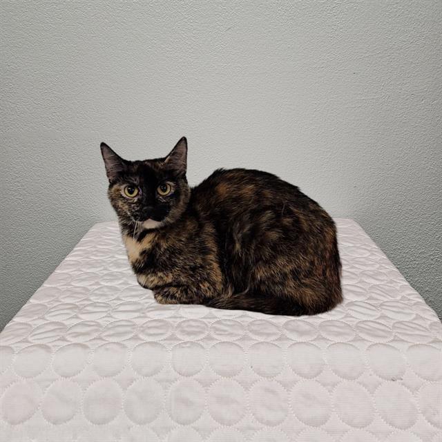 CLEO, Adoptable, Young Female Domestic Short Hair & Domestic Short Hair.