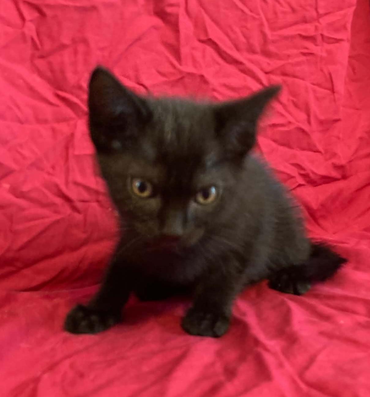 CeCe, adopted, Kitten Female Domestic Short Hair.