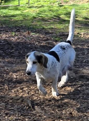 Enlarge Mama Kay, a ADOPTABLE mixed breed in Eugene, OR image 3/5