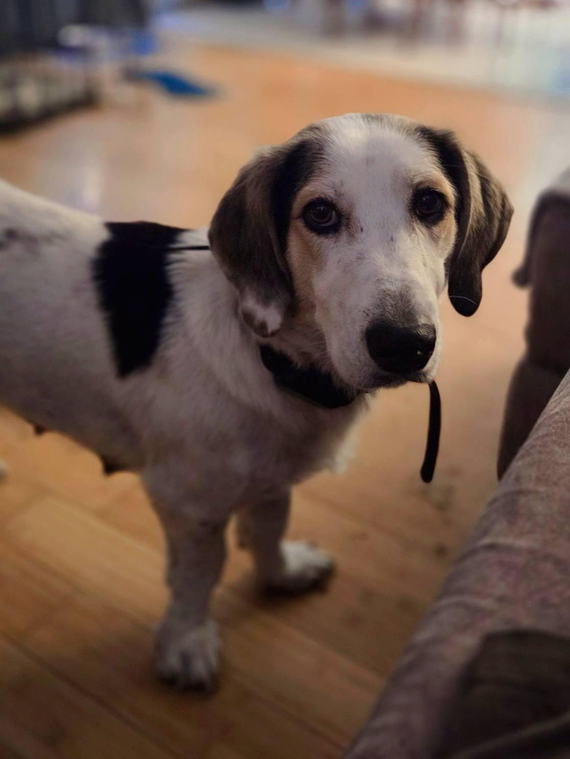 Enlarge Mama Kay, a ADOPTABLE mixed breed in Eugene, OR image 4/5