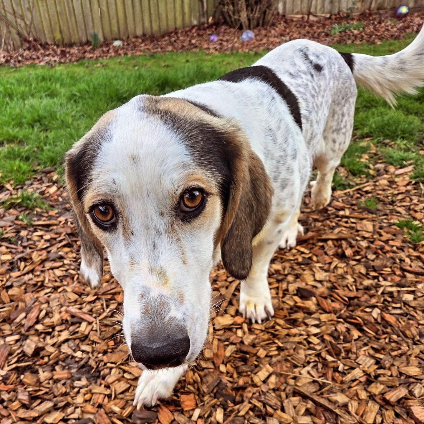 Mama Kay, ADOPTABLE, Adult Female Great Pyrenees & Basset Hound.