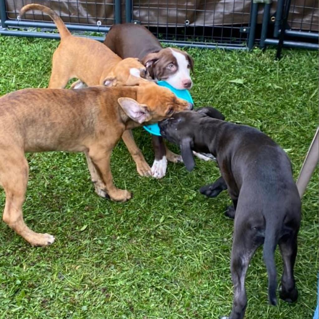 'Blue'bell- Graduated Paws-in-Prison training program!!, Adoptable, Adult Male Hound & Mixed Breed.