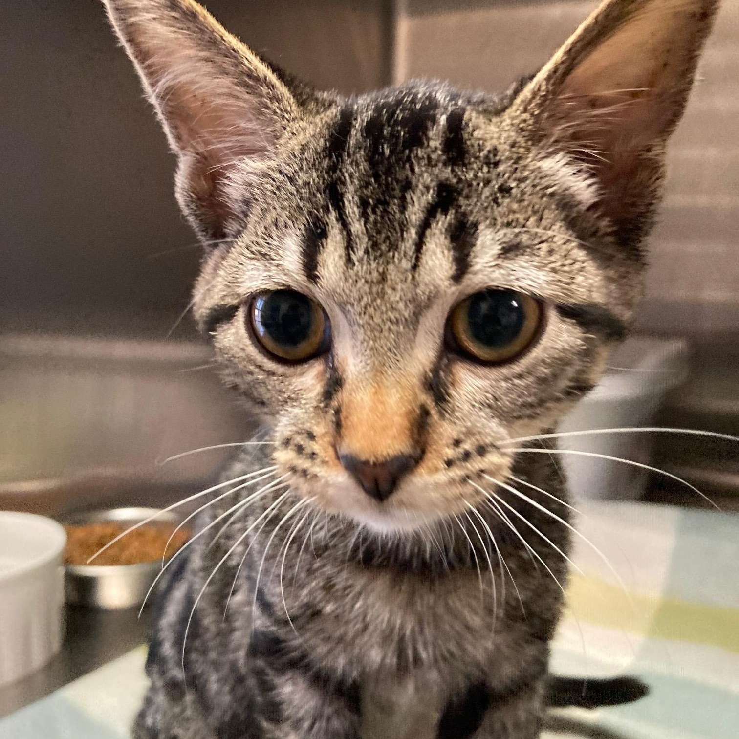 Enlarge Trout, a Adopted Domestic Short Hair in Kankakee, IL image 3/4