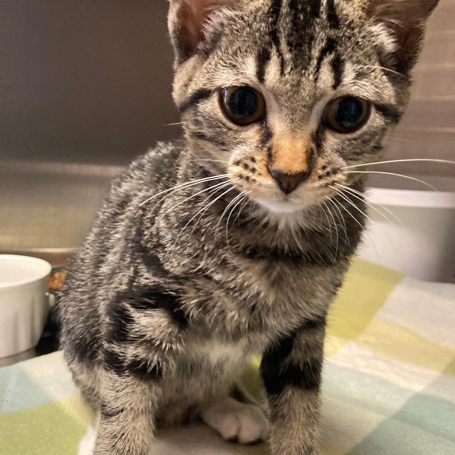 Enlarge Trout, a Adopted Domestic Short Hair in Kankakee, IL image 2/4