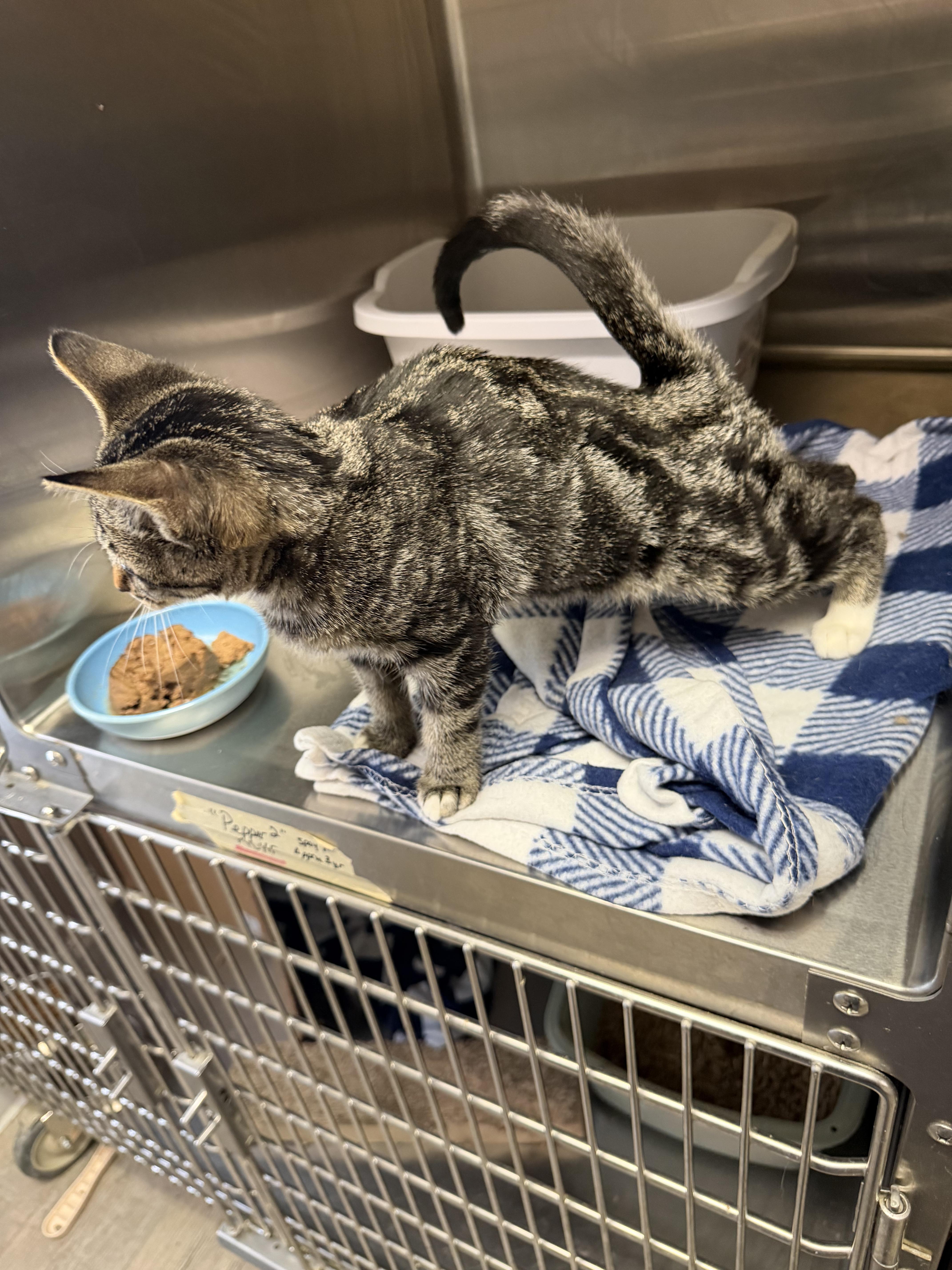 Enlarge Trout, a Adopted Domestic Short Hair in Kankakee, IL image 4/4