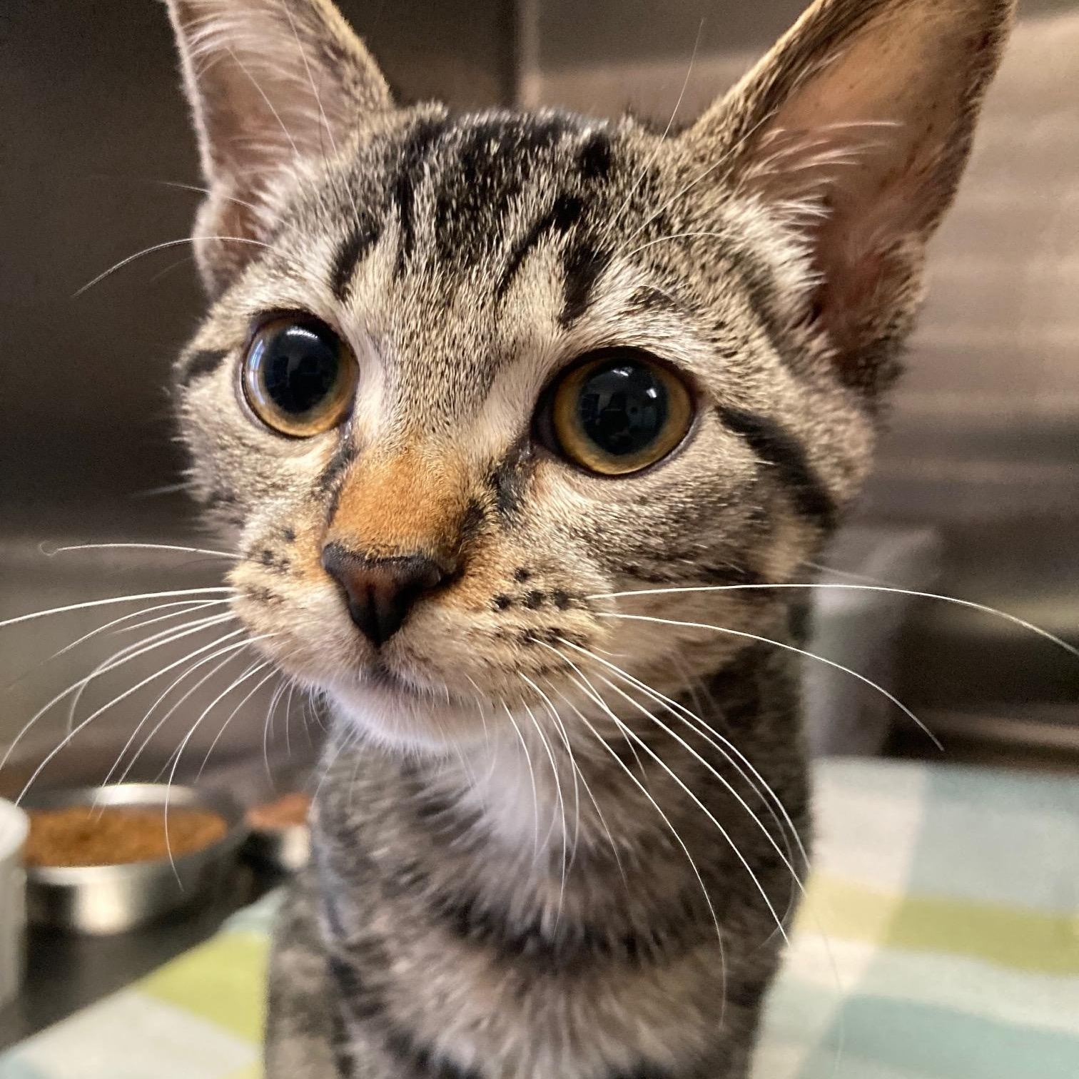 Trout, Adopted, Kitten Male Domestic Short Hair.