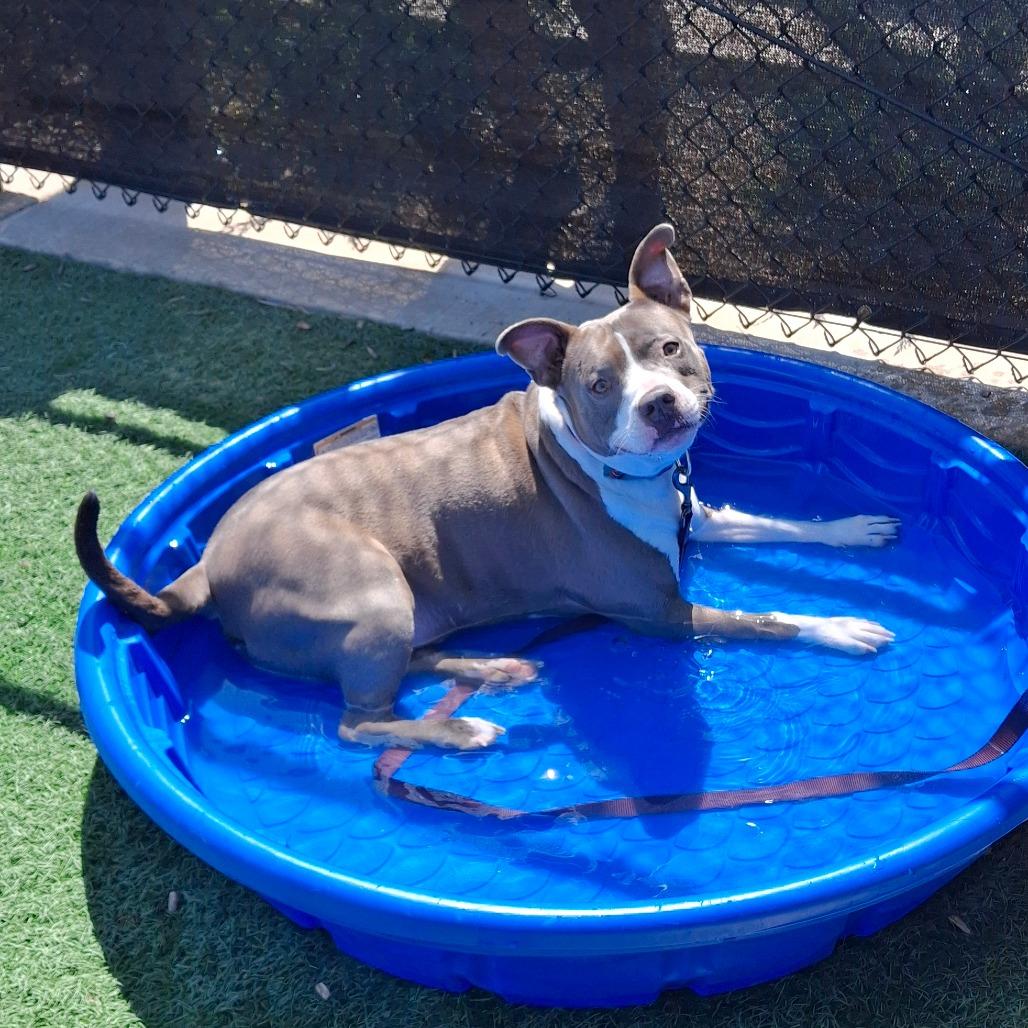 Enlarge Ezy, a Adoptable mixed breed in Abilene, TX image 1/6
