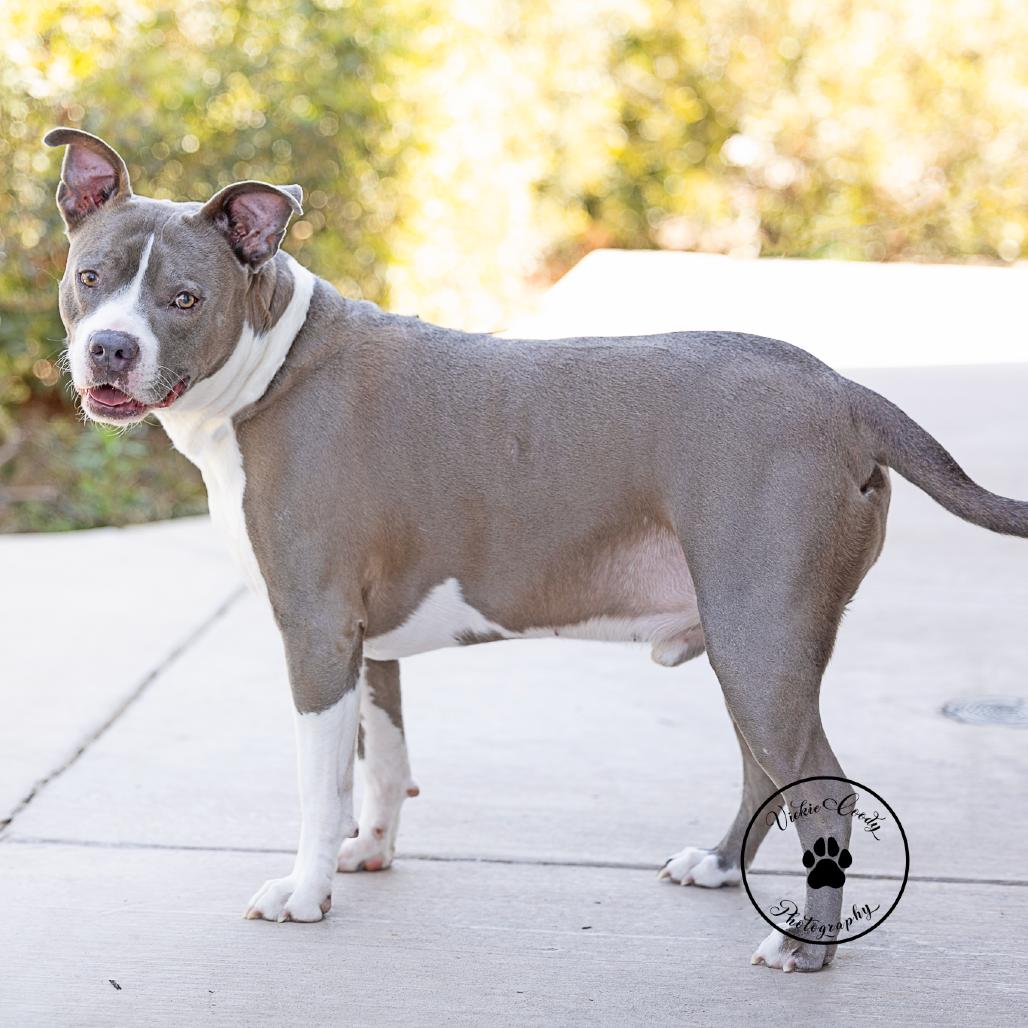 Enlarge Ezy, a Adoptable mixed breed in Abilene, TX image 2/6