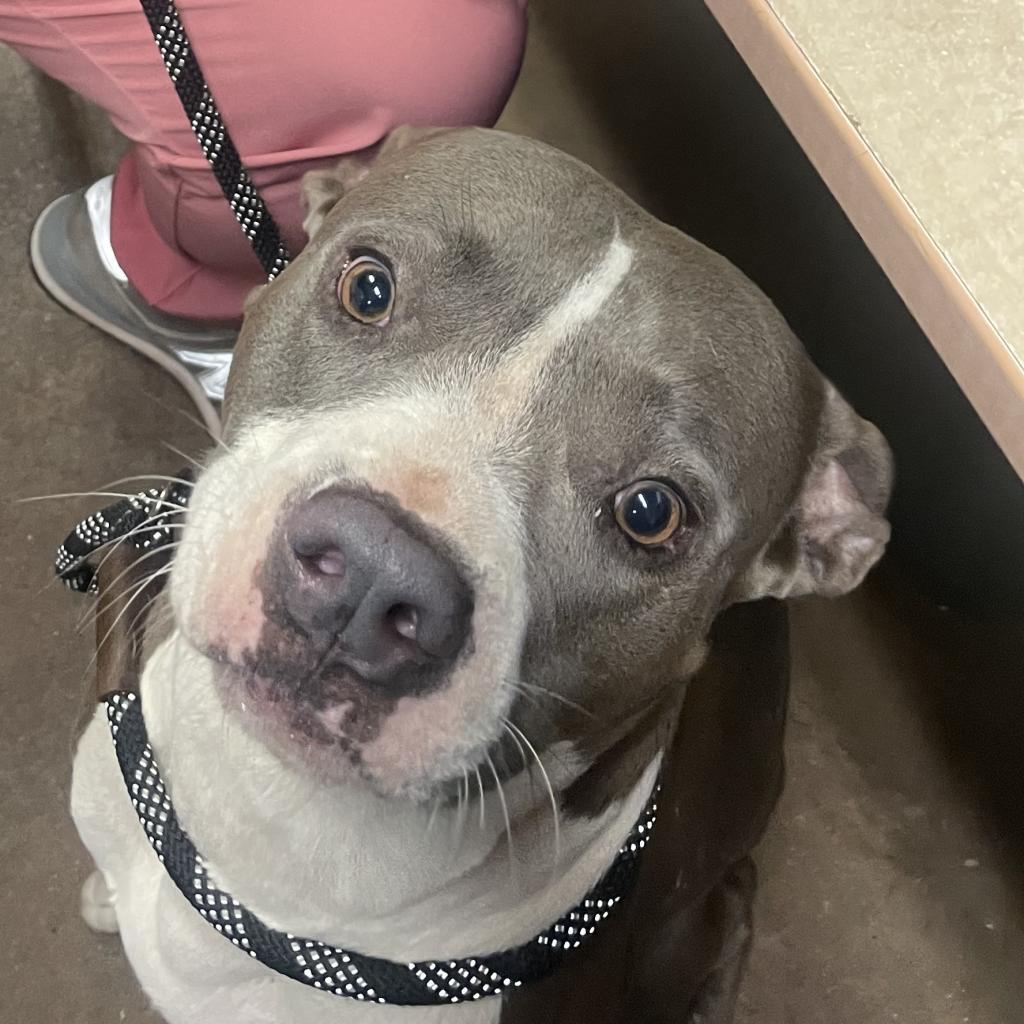 Enlarge Ezy, a Adoptable mixed breed in Abilene, TX image 3/6