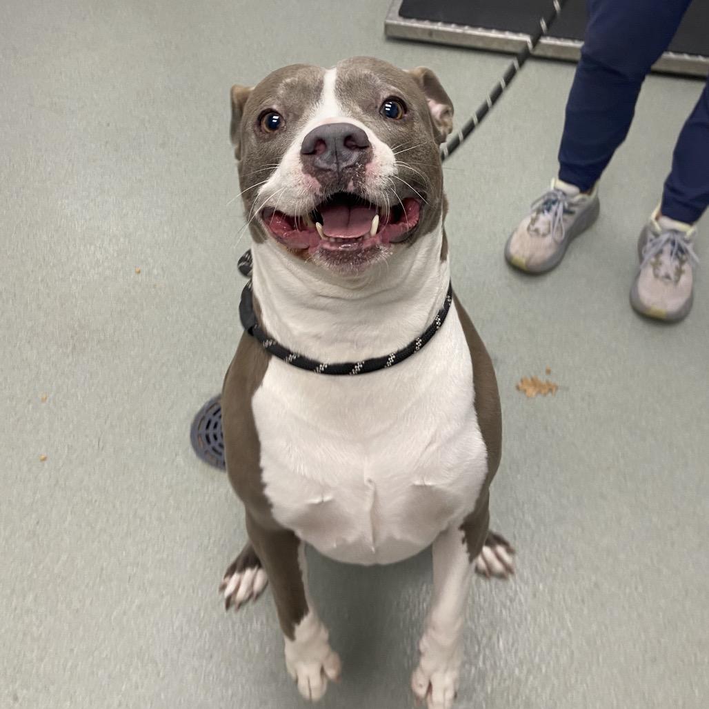 Enlarge Ezy, a Adoptable mixed breed in Abilene, TX image 4/6