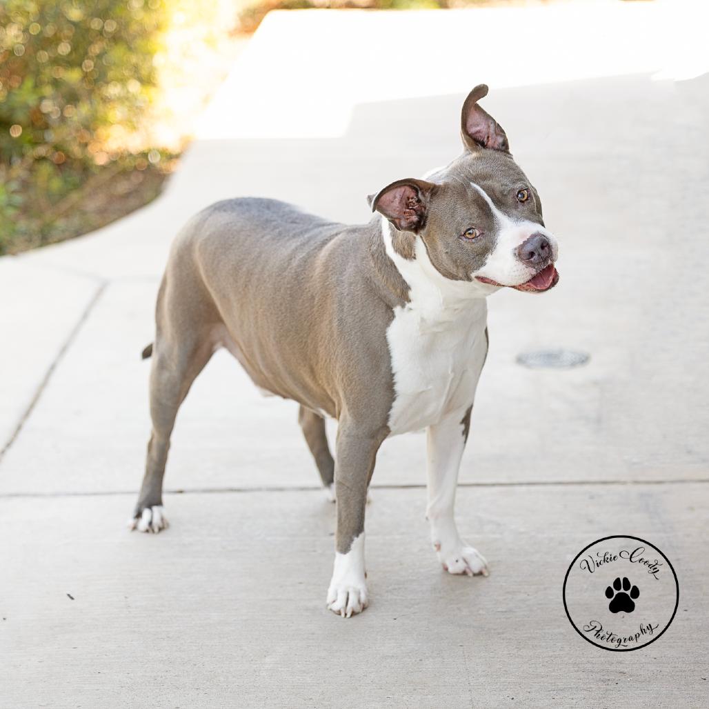 Enlarge Ezy, a Adoptable mixed breed in Abilene, TX image 5/6