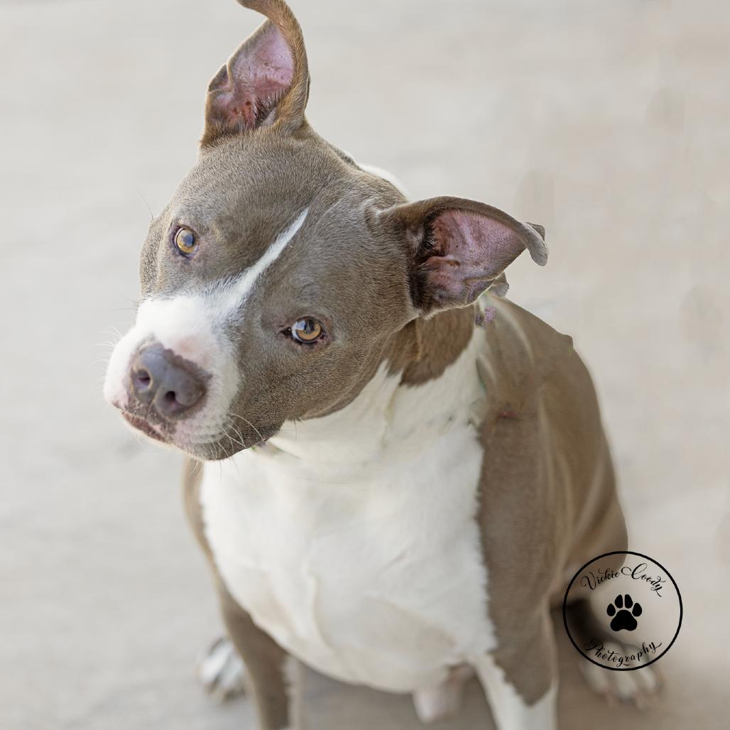 Enlarge Ezy, a Adoptable mixed breed in Abilene, TX image 6/6