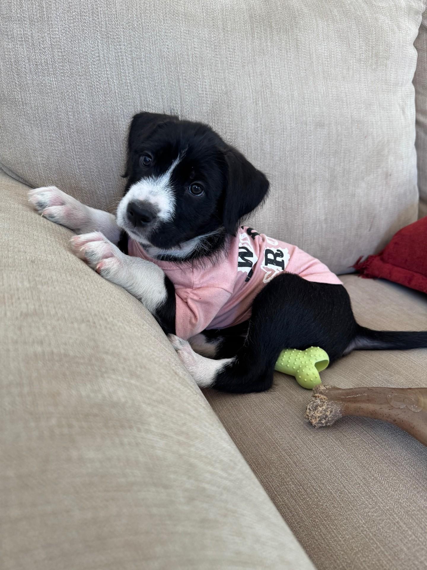 Enlarge Sansa, a Adoptable mixed breed in Monroe, NC image 4/4