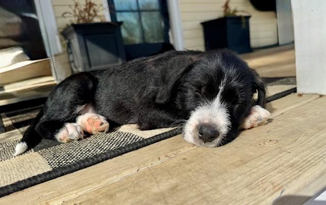 Enlarge Sansa, a Adoptable mixed breed in Monroe, NC image 1/4