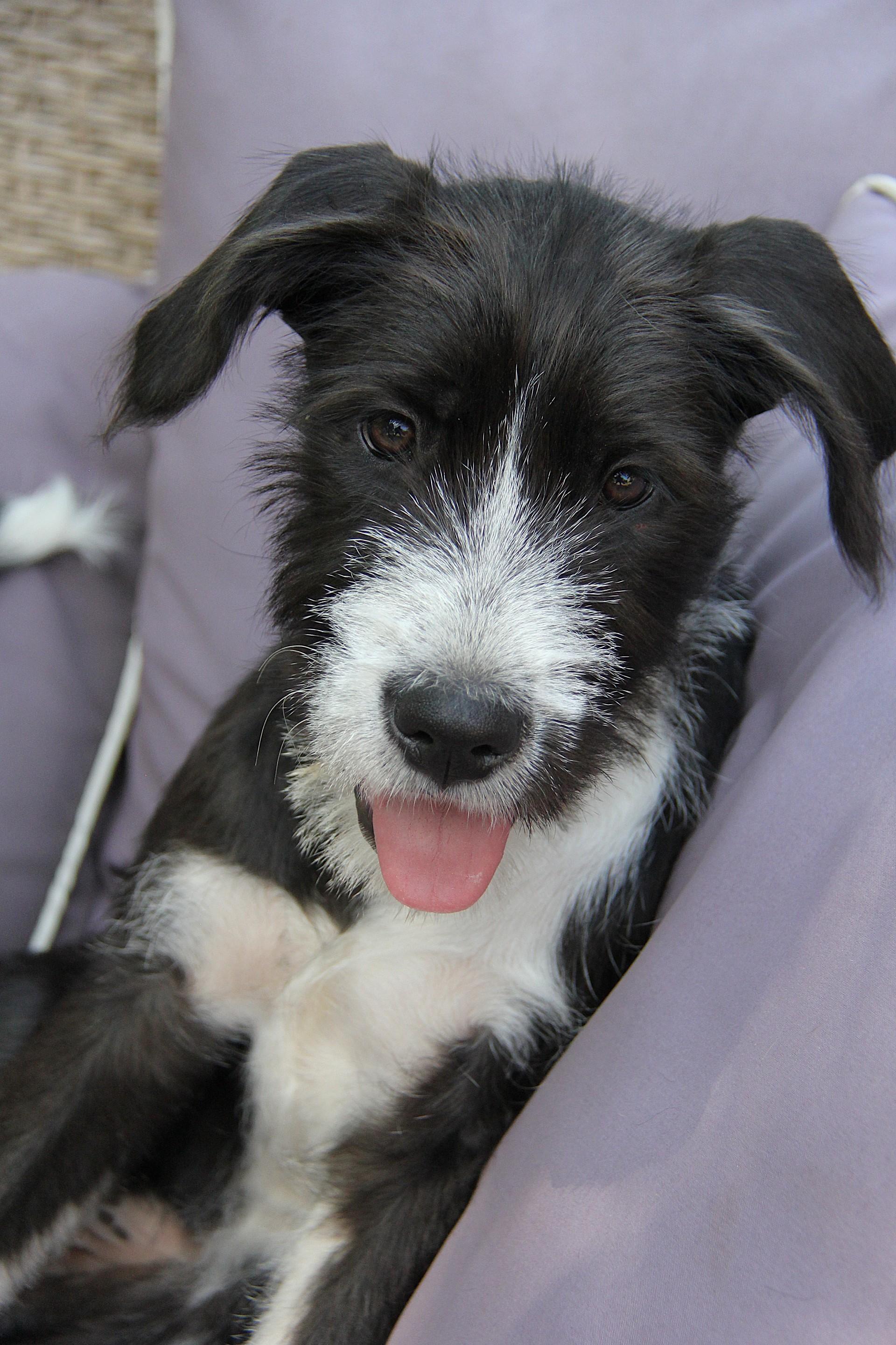 Sansa, Adoptable, Puppy Female Hound.