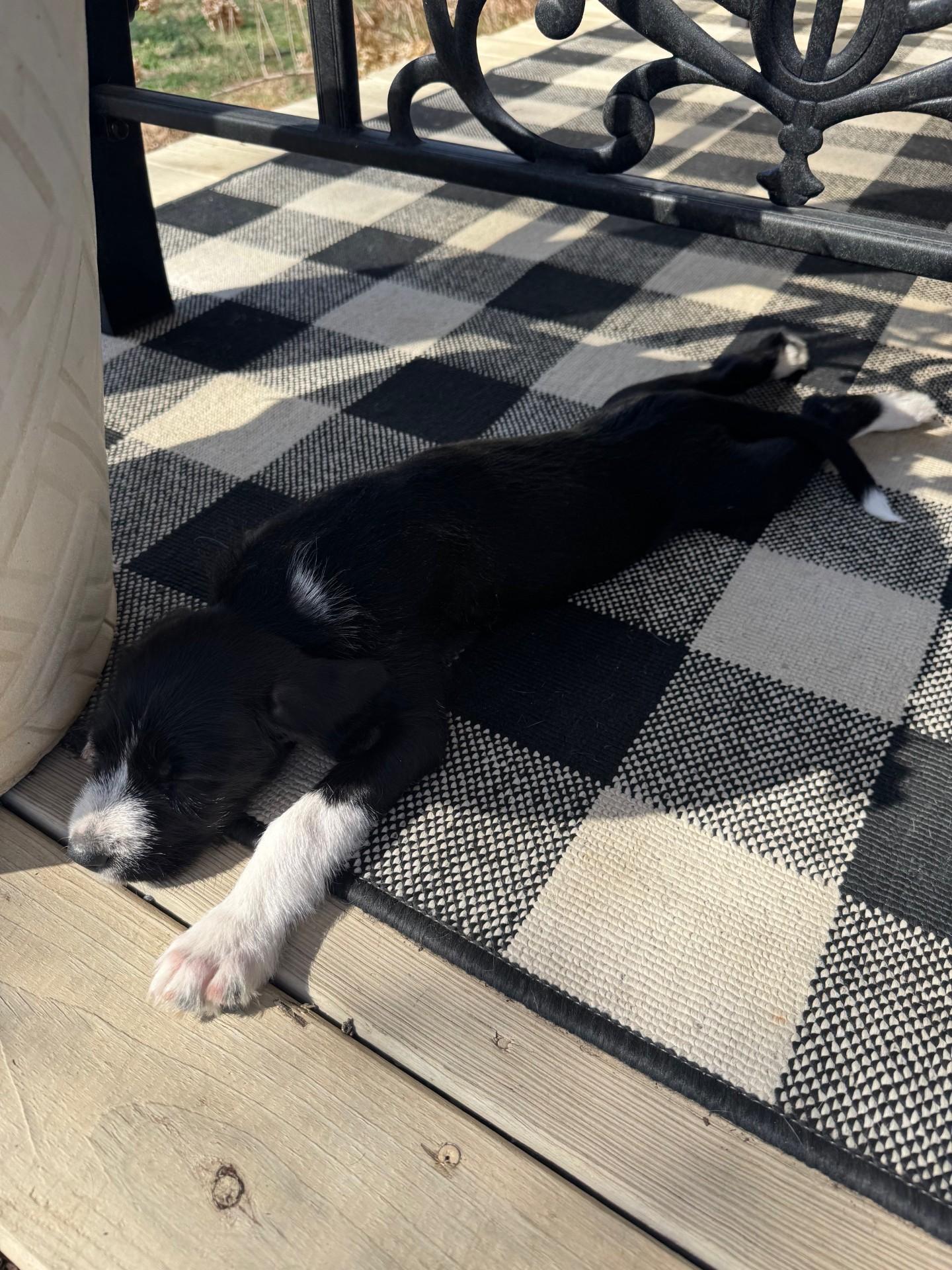 Enlarge Sansa, a Adoptable mixed breed in Monroe, NC image 3/4