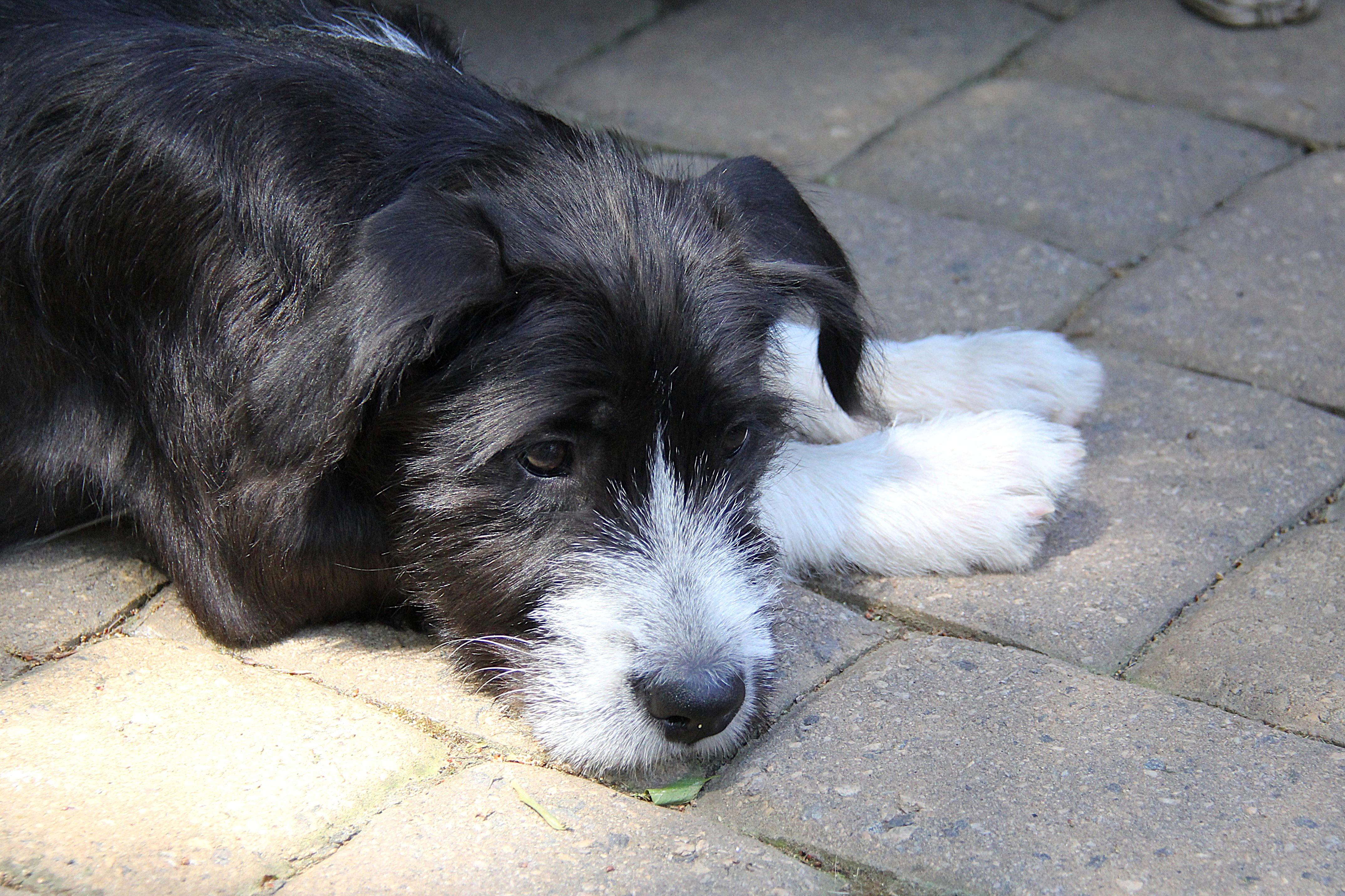 Enlarge Sansa, a Adoptable mixed breed in Monroe, NC image 2/3
