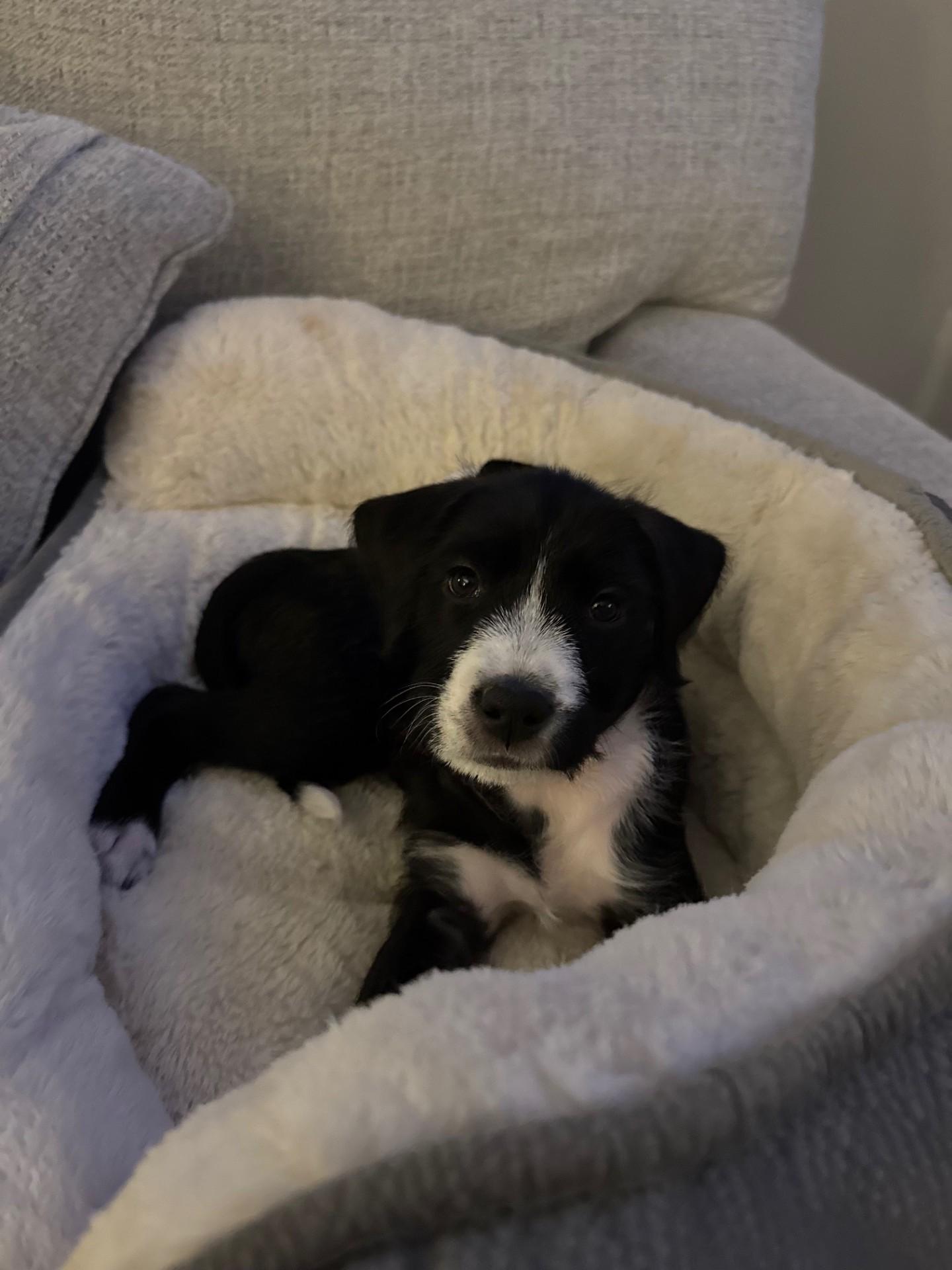 Enlarge Sansa, a Adoptable mixed breed in Monroe, NC image 2/4