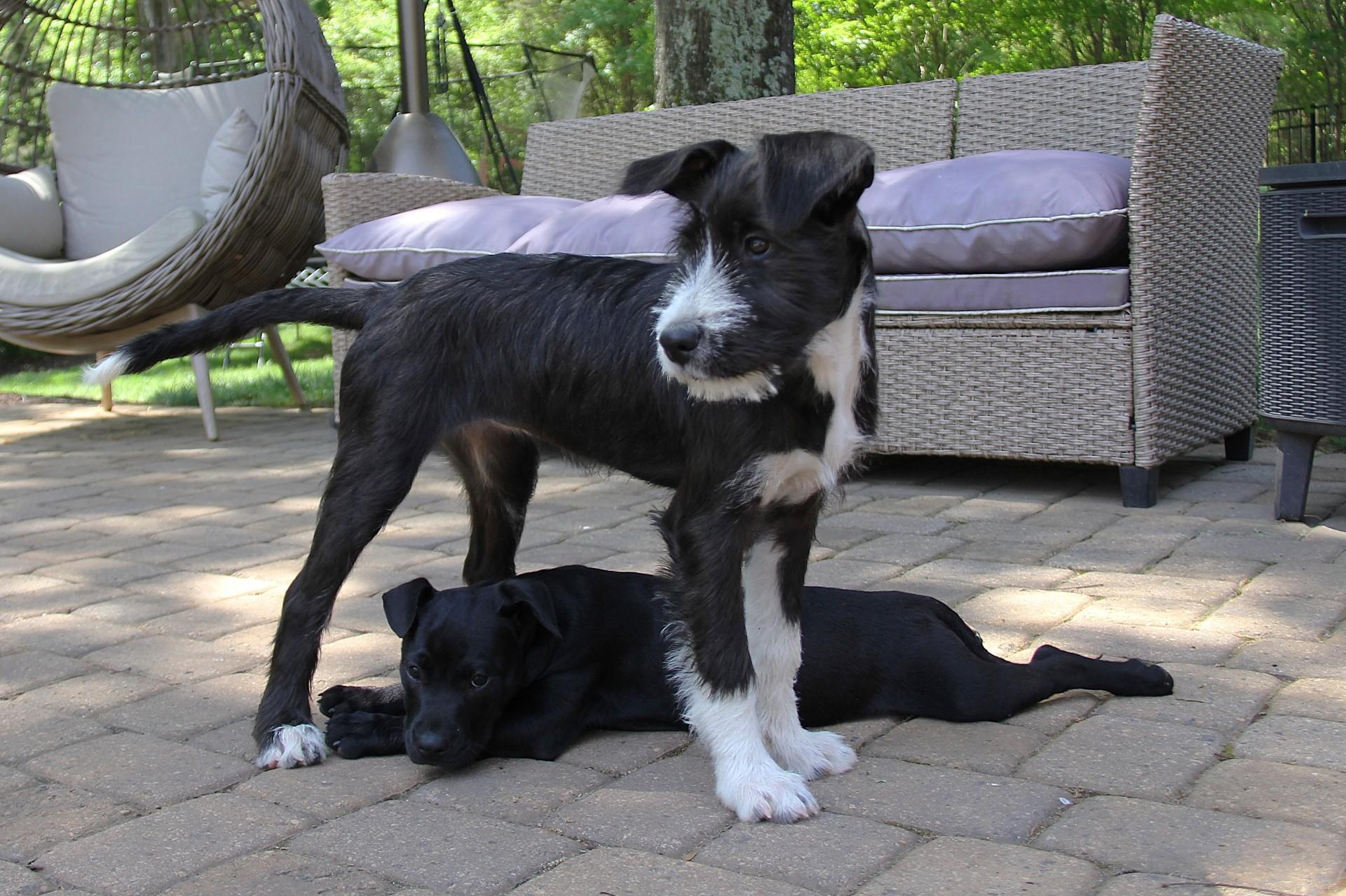 Enlarge Sansa, a Adoptable mixed breed in Monroe, NC image 3/3