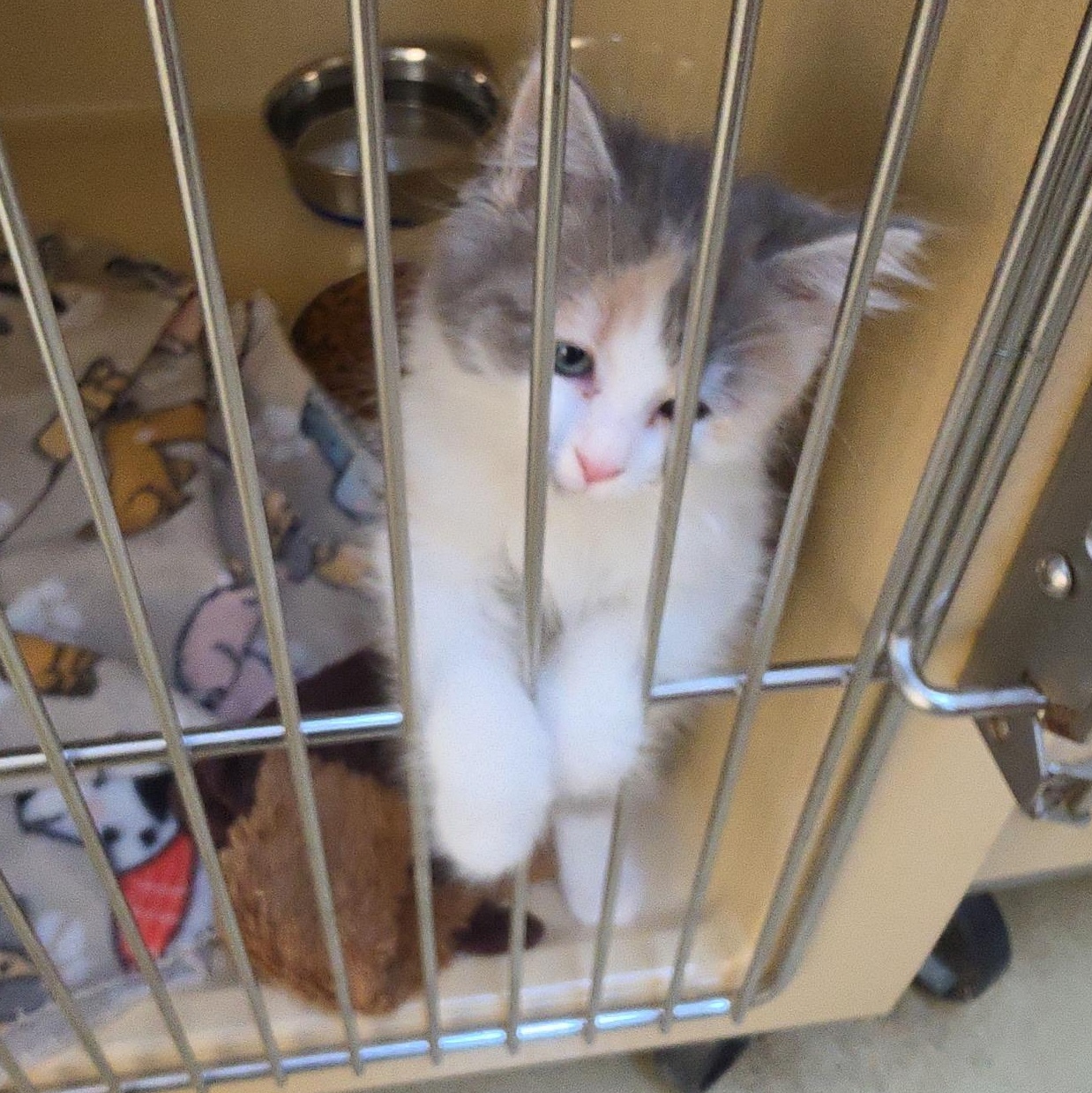 Enlarge Doll, an adopted Dilute Calico in Clarksville, VA image 3/3