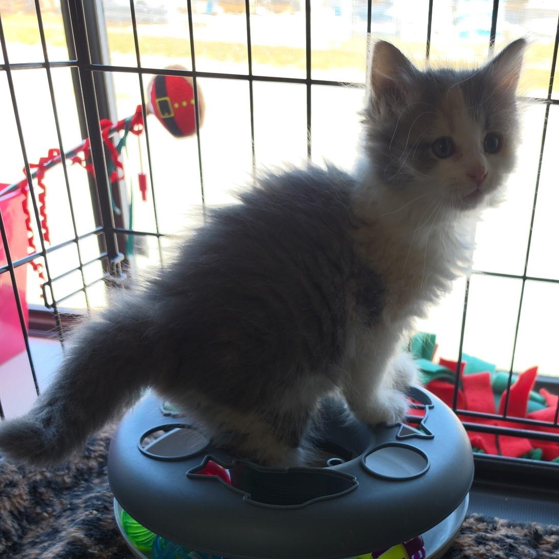 Enlarge Doll, an adopted Dilute Calico in Clarksville, VA image 2/3