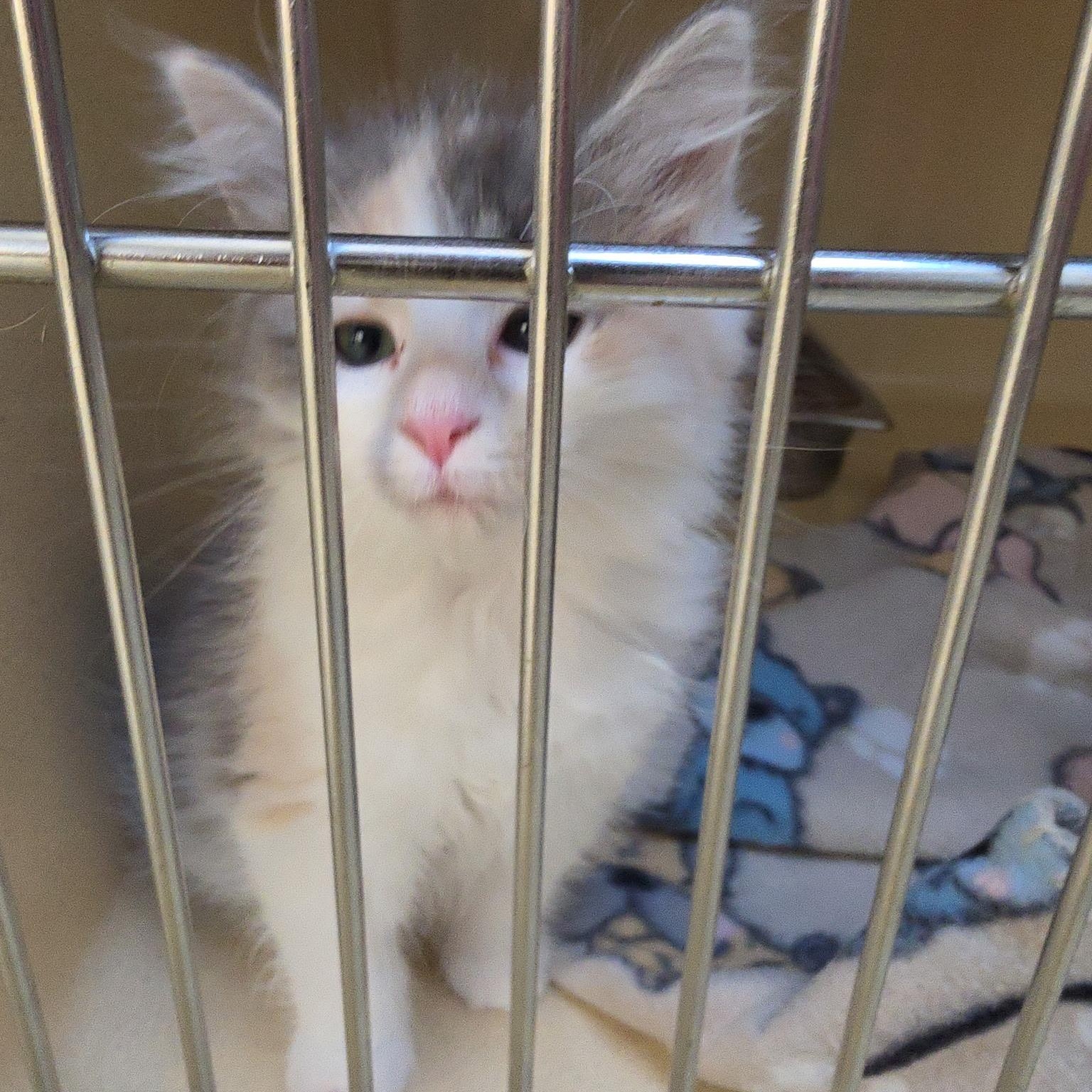 Doll, adopted, Kitten Female Dilute Calico.