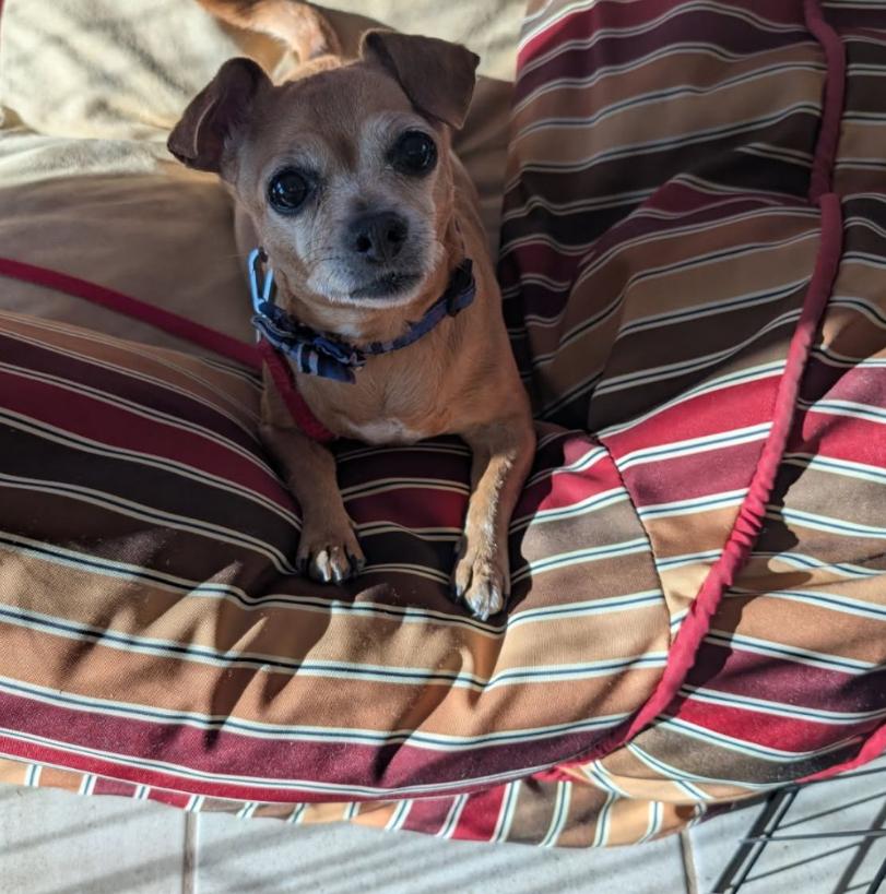 Daisy, adoptable, Senior Female Chihuahua.