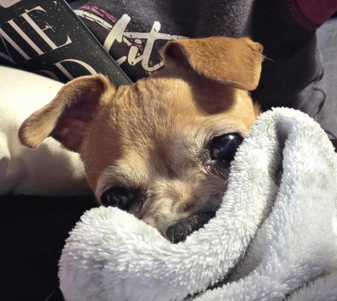 Enlarge Daisy, an adoptable mixed breed in Powell Butte, OR image 3/3