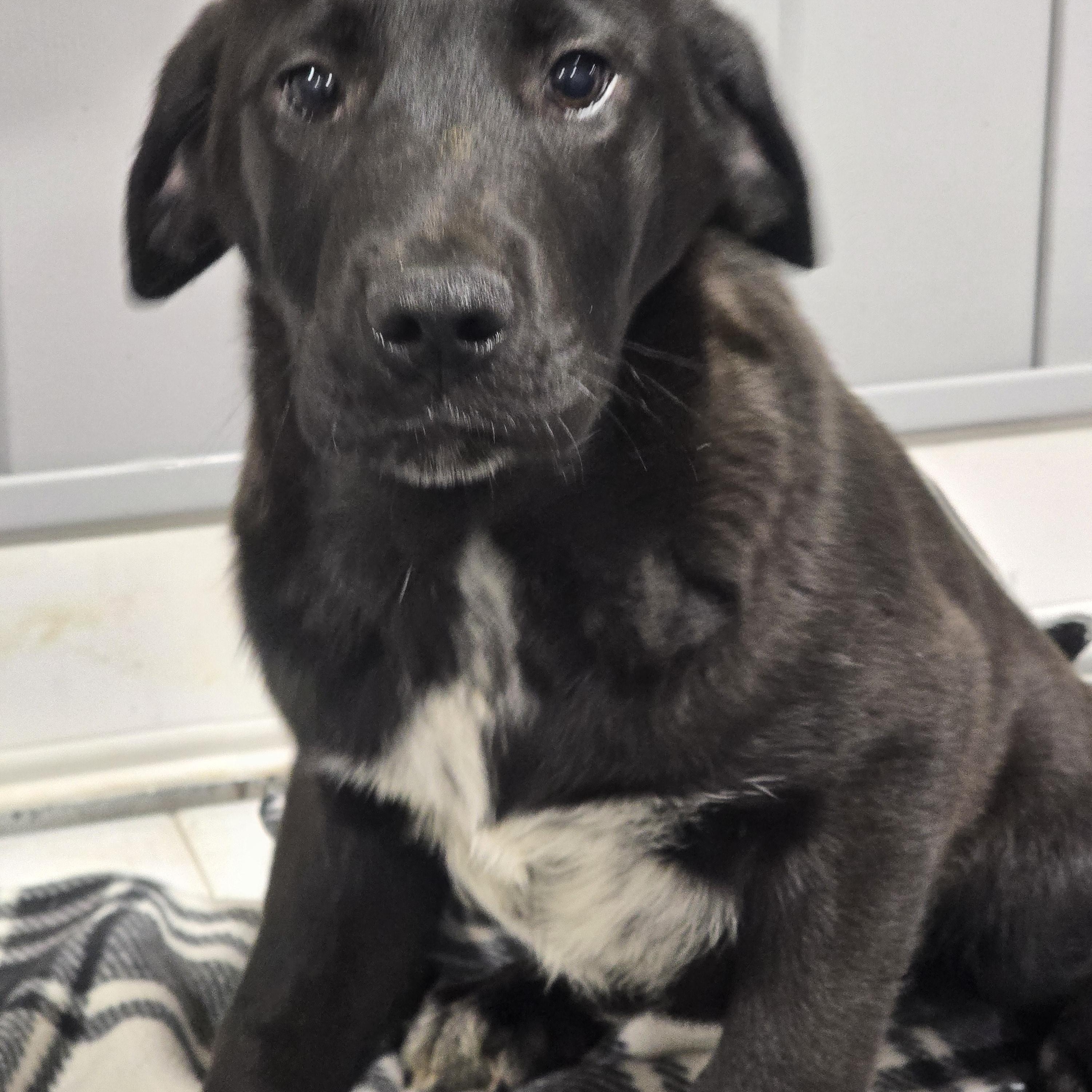 Mallory, ADOPTABLE, Puppy Female Great Dane & Black Labrador Retriever.