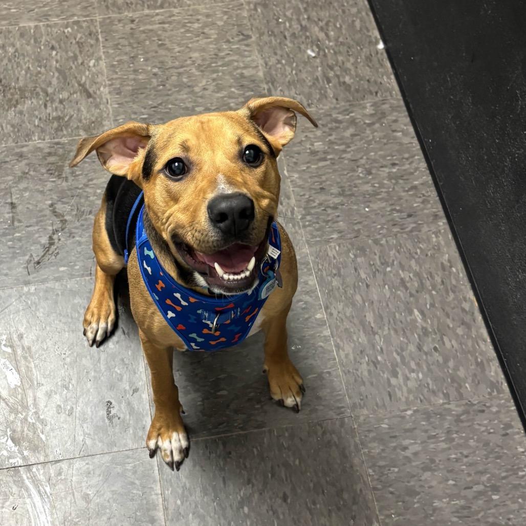 Cooper, Adoptable, Young Male Mixed Breed.