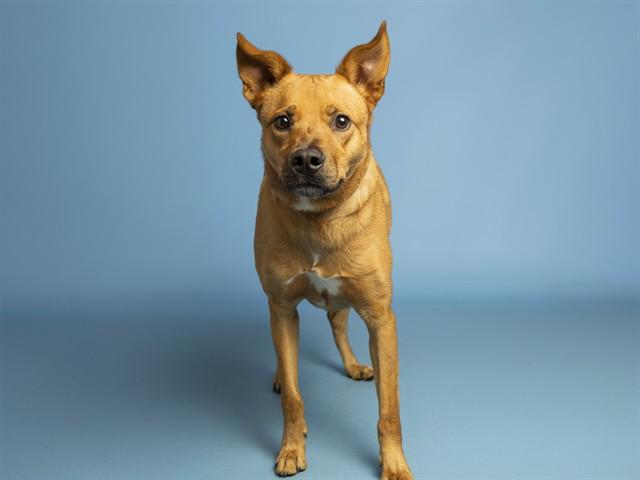 Enlarge BLAZE, a Adoptable Carolina Dog in Phoenix, AZ image 1/1