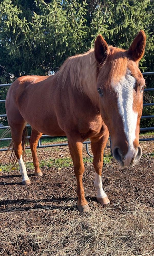 Enlarge Tank, a Adoptable mixed breed in Stratham, NH image 1/1