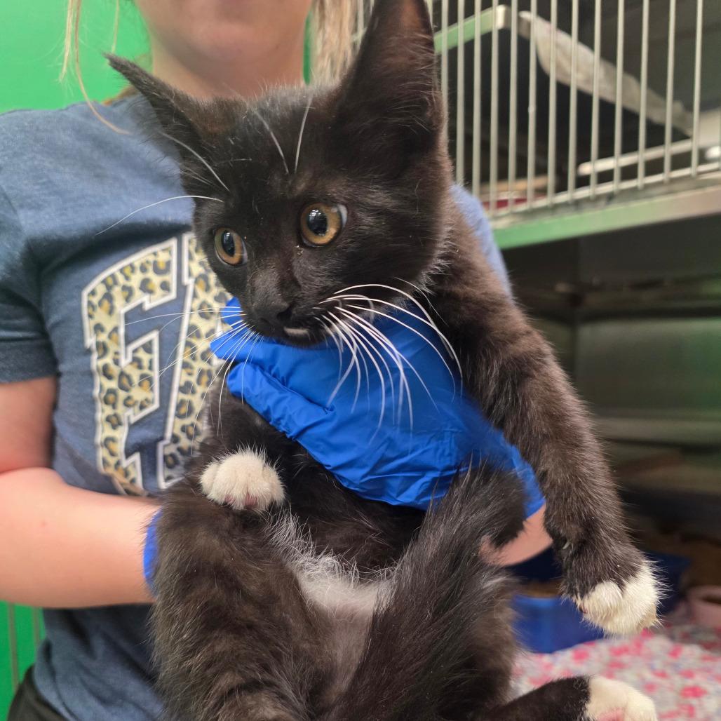 Enlarge Kevin, a Adoptable Domestic Short Hair in Mount Vernon, IN image 1/3