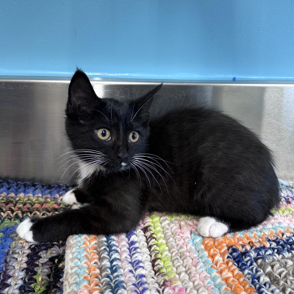 Enlarge Kevin, a Adoptable Domestic Short Hair in Mount Vernon, IN image 2/3