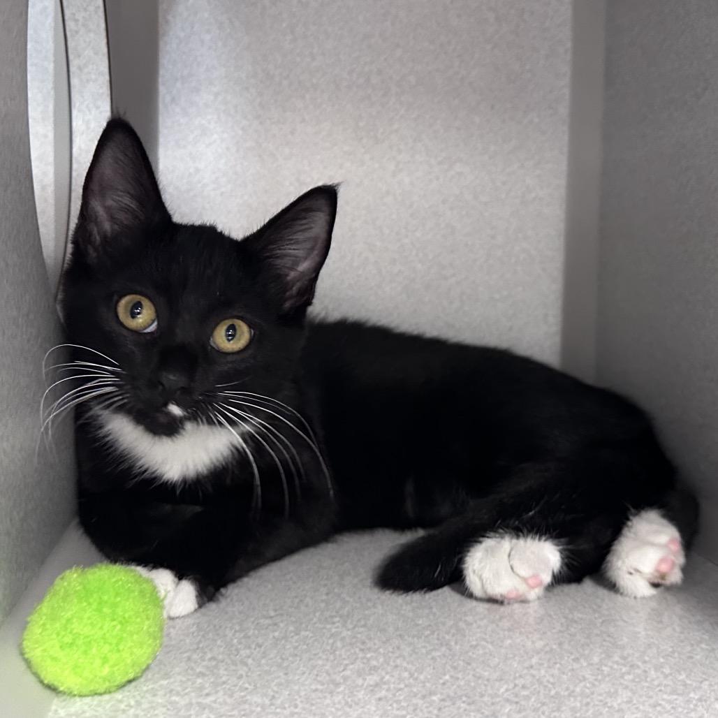 Enlarge Kevin, a Adoptable Domestic Short Hair in Mount Vernon, IN image 3/3